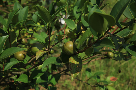 油茶 种植 油茶林 油茶果