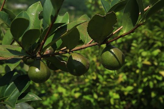 油茶