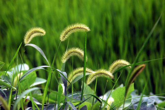 狗尾巴草