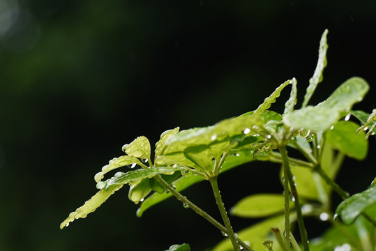 雨后