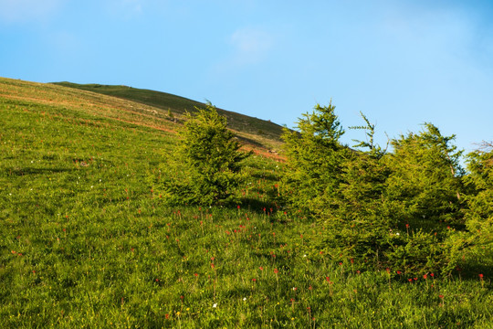 海坨山 松树 山坡 蓝天 夏天