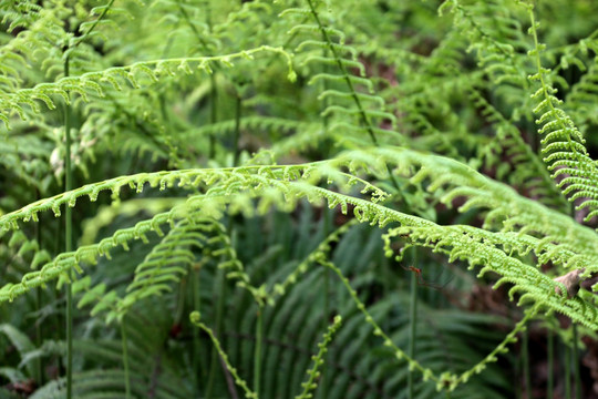 小叶凤尾草