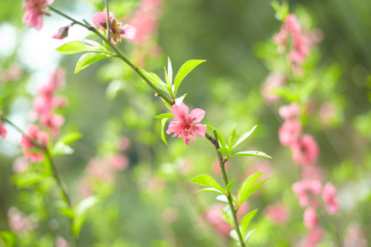 粉色桃花