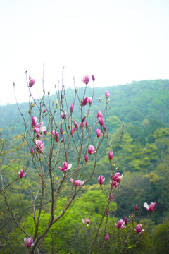 树木花卉