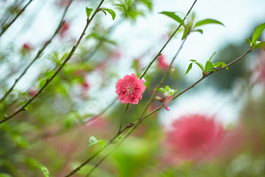 桃花特写