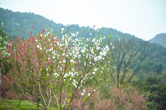 桃花涧