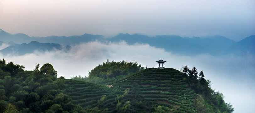 高山茶园