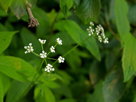 白色荠菜花