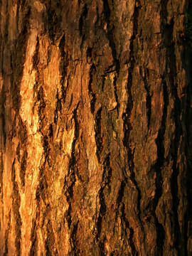干裂松树皮背景素材