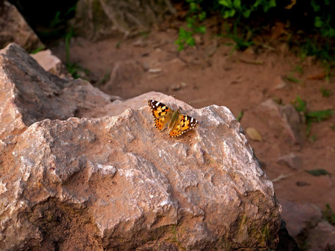 虎斑蝶