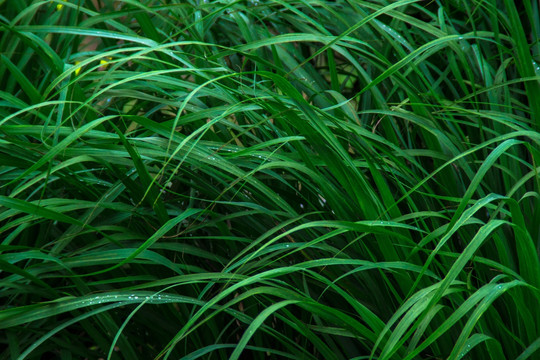 绿草 野草