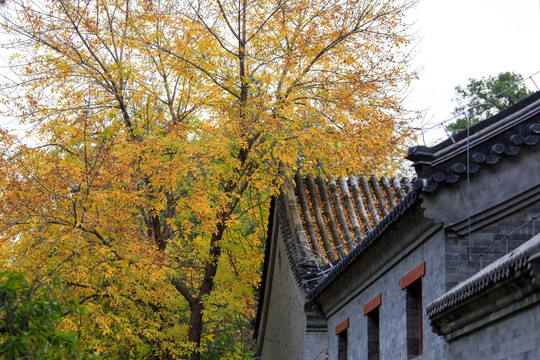 北京大学校园风光镜春园古建筑