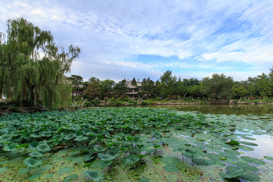 北京大学校园风光未名湖体斋荷叶