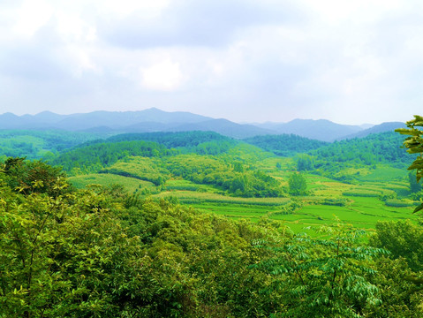山