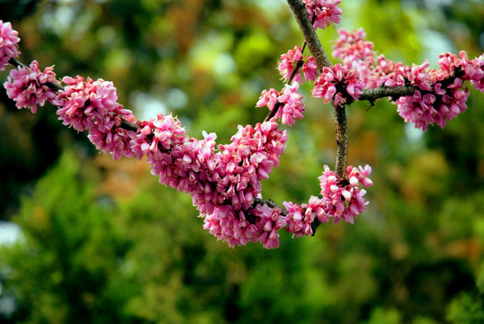 紫荆花花卉特写