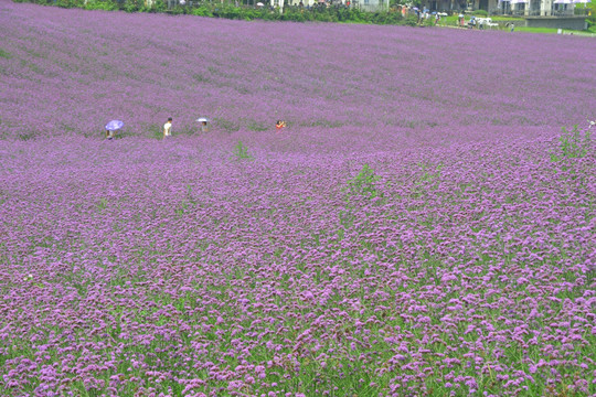 紫色花海 柳叶马鞭草花田