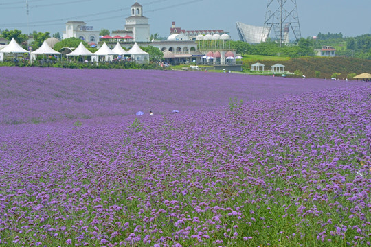 紫色花海 柳叶马鞭草花田