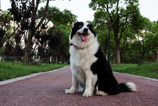 宠物摄影 边牧 牧羊犬