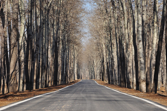 林间公路