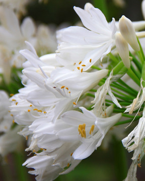 花卉 鲜花 白花