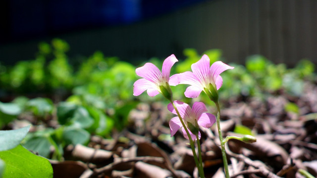 两朵花