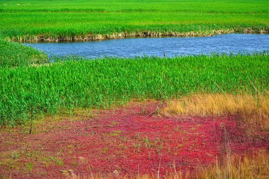 沼泽湿地红海滩