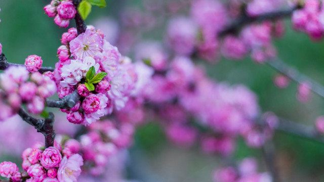 桃花花卉素材