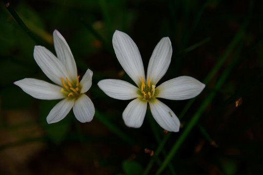 韭菜兰花