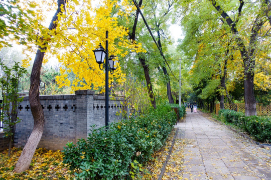 北京大学校园风光秋天枫叶路灯