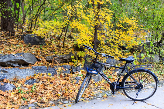 秋天秋色枫叶红叶小树林自行车