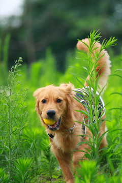 金毛犬