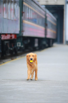 金毛犬