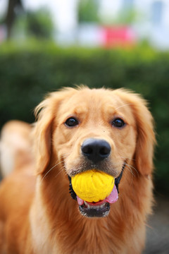 金毛犬