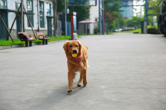 金毛犬