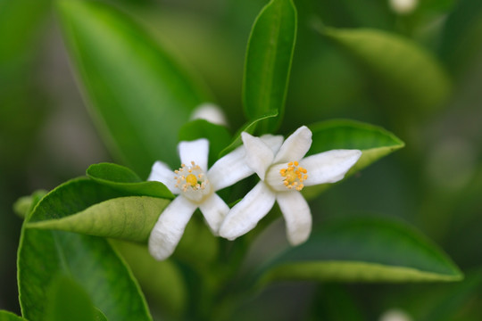 白色七里香花草