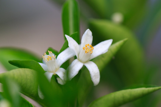 白色七里香花草