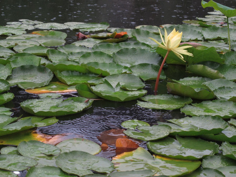 雨中莲花