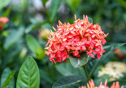 绣球花 花卉