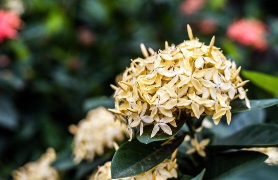 绣球花 花卉