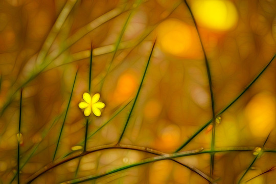 迎春花 抽象畫