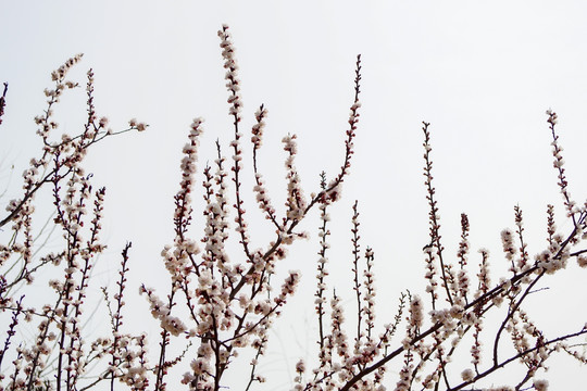 杏花花枝背景