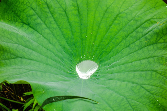 荷花池