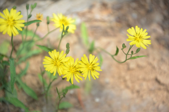 春色小黄花