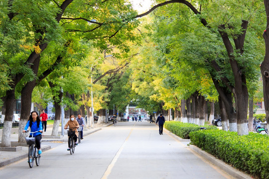 北京大学校园秋色林荫道槐树