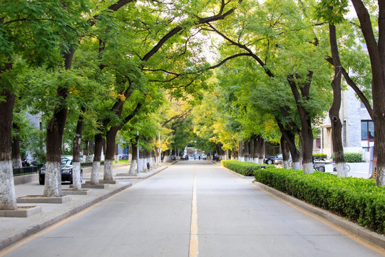 北京大学校园秋色林荫道槐树