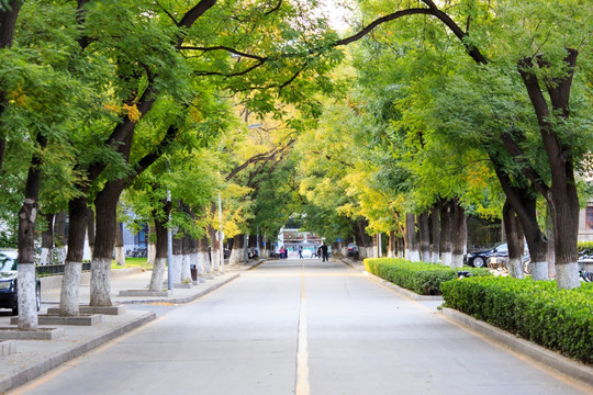 北京大学校园秋色林荫道槐树