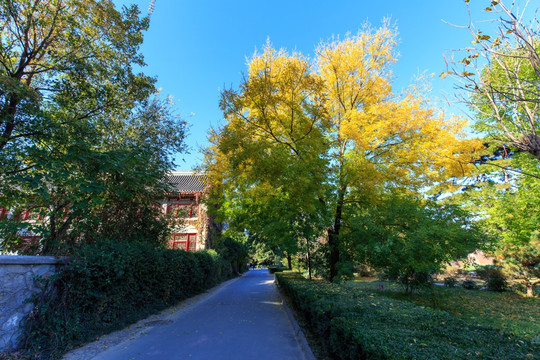 北京大学静园秋色六院林荫道红叶