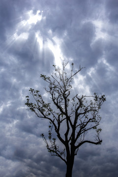 乌云下的一棵树