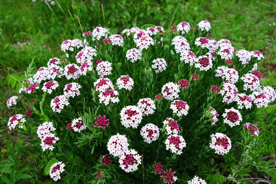 野生植物 狼毒花