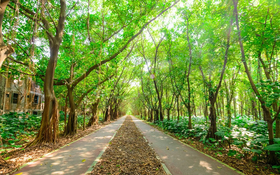 阳光森林小路